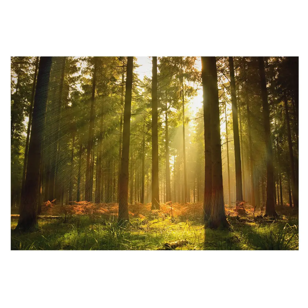Tapeta fotograficzna flizelinowa Słoneczny las o poranku