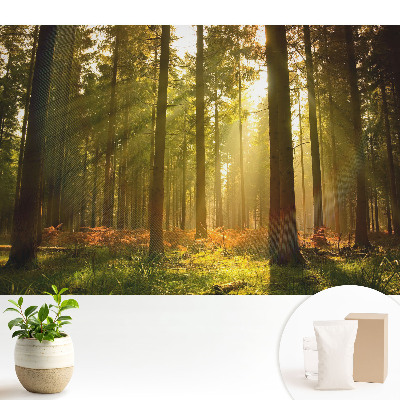 Tapeta fotograficzna flizelinowa Słoneczny las o poranku