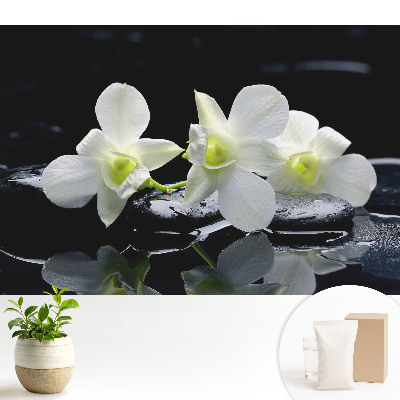 Nowoczesna fototapeta na wymiar Białe orchidee na kamieniach.