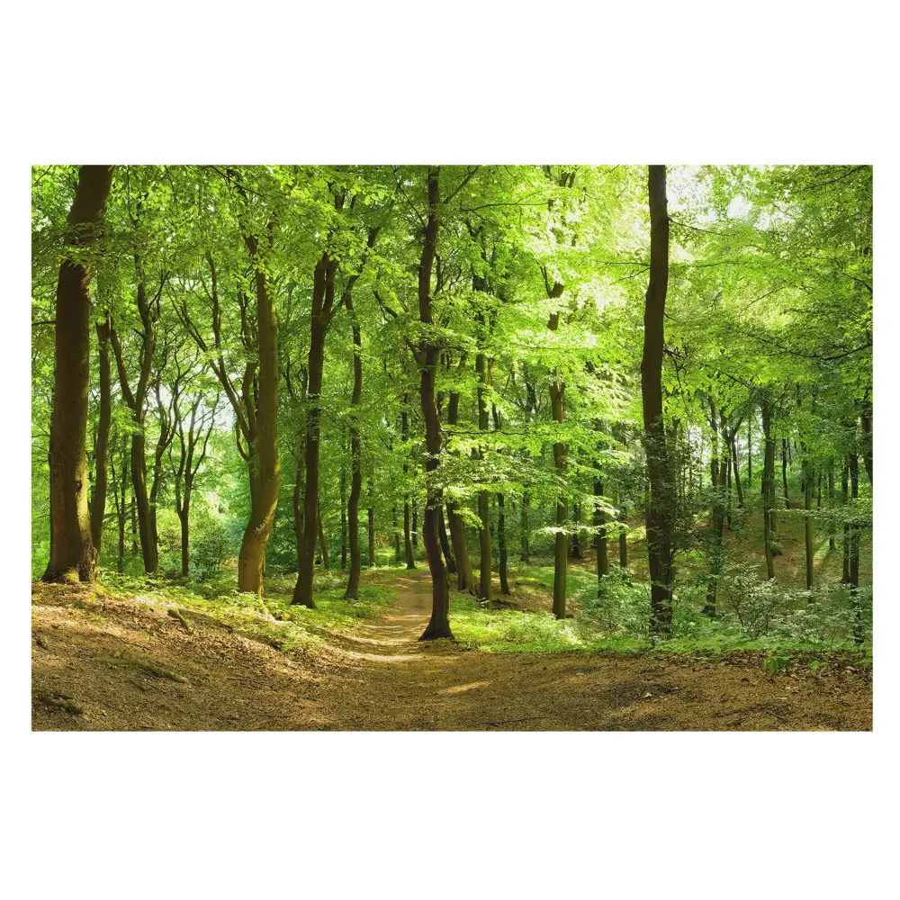 Fototapeta na wymiar do sypialni Świeży zielony las