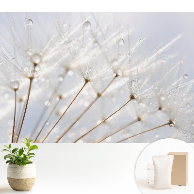 Fototapeta Dmuchawiec z kroplami rosy