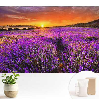 Nowoczesna fototapeta na wymiar Pola lawendy zachód słońca