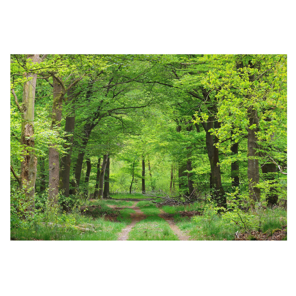 Fototapeta z nadrukiem na flizelinie Zielona leśna harmonijna sceneria