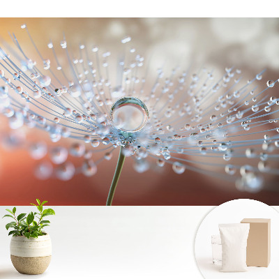 Nowoczesna fototapeta na wymiar Przejrzysta kropla na nitkach dmuchawca