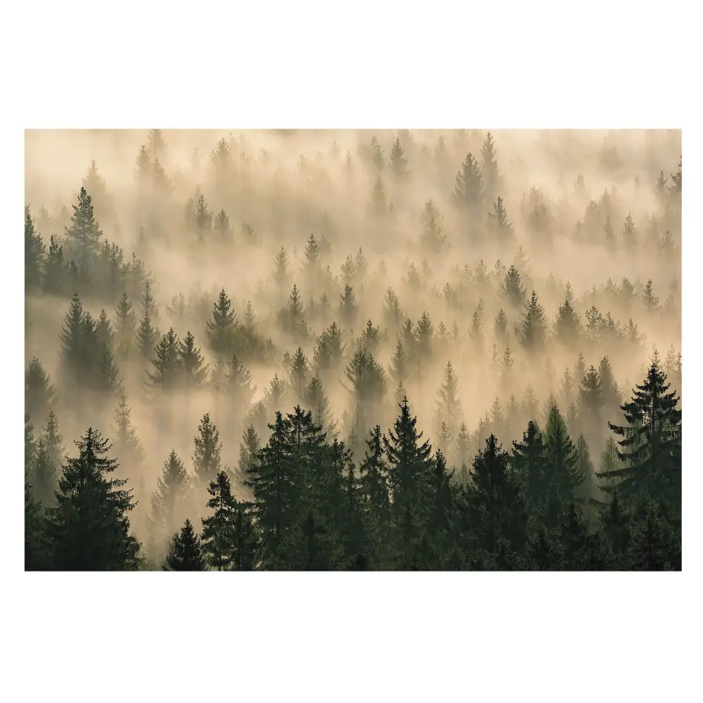 Fototapeta flizelinowa do salonu Las w porannej mgle