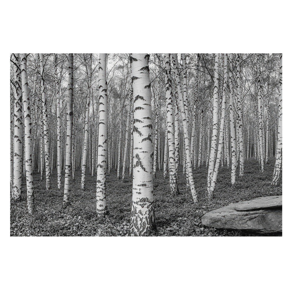 Tapeta fotograficzna flizelinowa Las brzozowy spokój natury harmonia