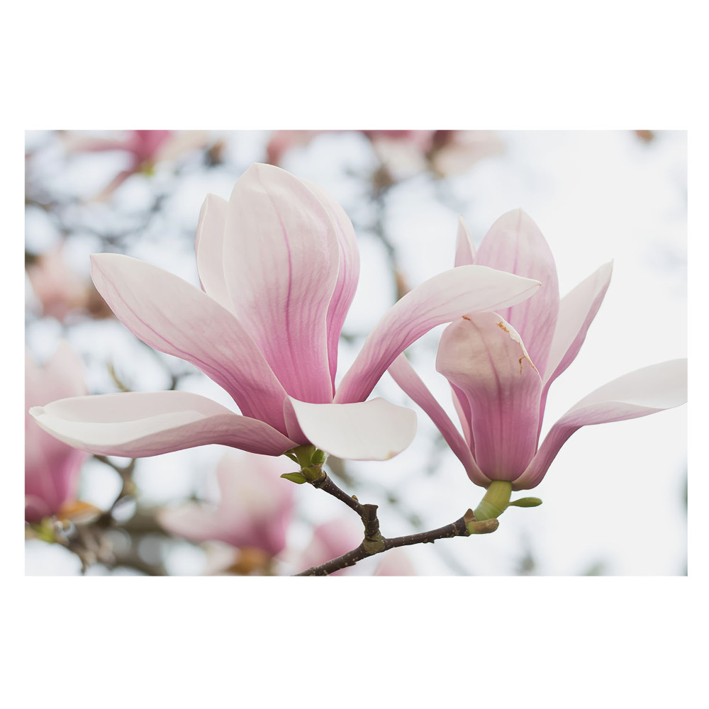 Fototapeta z nadrukiem na flizelinie Różowe magnolie natura romantyczna