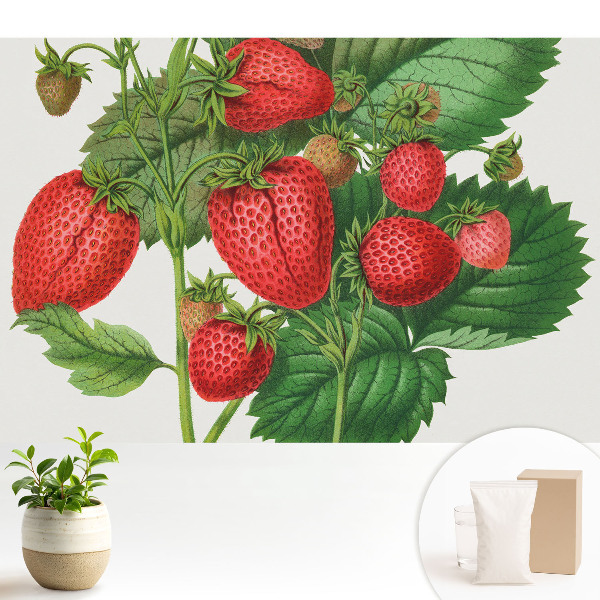 Tapeta fotograficzna flizelinowa Truskawki na zielonym tle