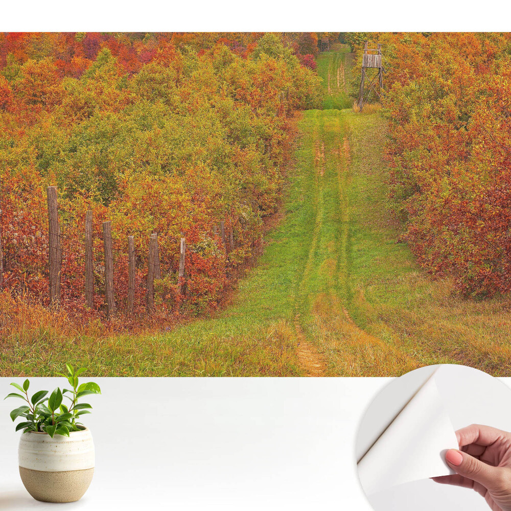 Nowoczesna fototapeta na wymiar Jesienna droga pośród kolorowych drzew