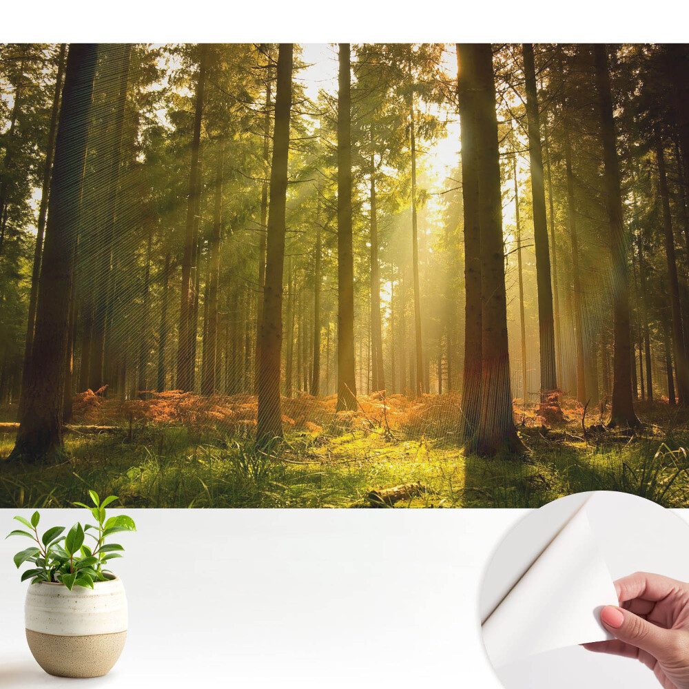 Tapeta fotograficzna samoprzylepna Słoneczny las o poranku