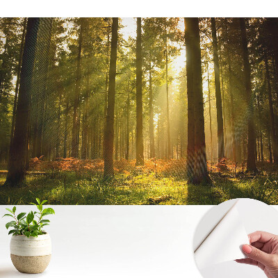 Tapeta fotograficzna samoprzylepna Słoneczny las o poranku