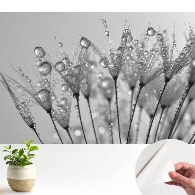 Fototapeta do salonu Krople na nasionach dmuchawca