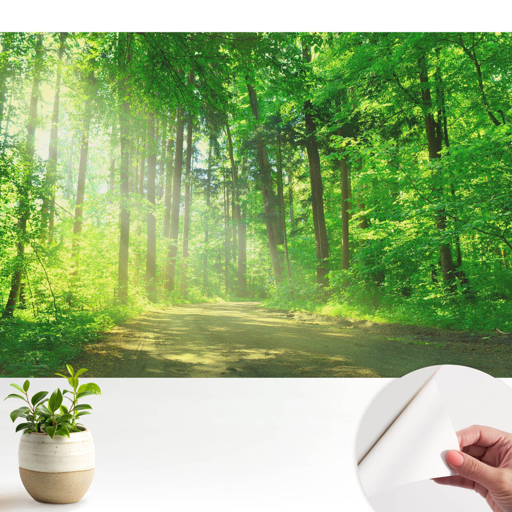 Fototapeta samoprzylepna do salonu Zielony las słońce spokój