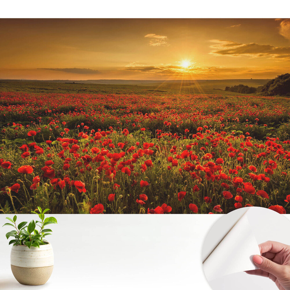 Tapeta fotograficzna samoprzylepna Zachód słońca na polu maków