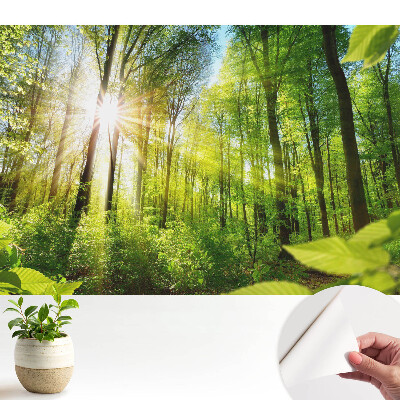Fototapeta samoprzylepna do salonu Leśny pejzaż blask słońca energia.