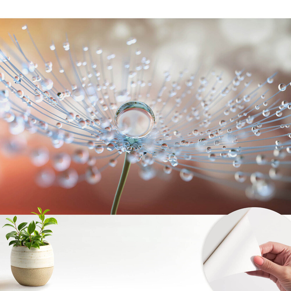 Nowoczesna fototapeta na wymiar Przejrzysta kropla na nitkach dmuchawca