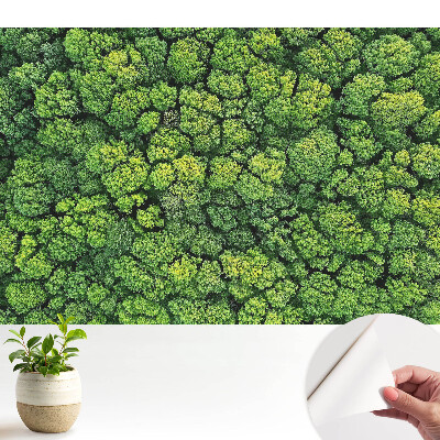 Fototapeta Zielony las z góry