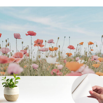 Fototapeta do salonu Kolorowe maki na tle błękitnego nieba