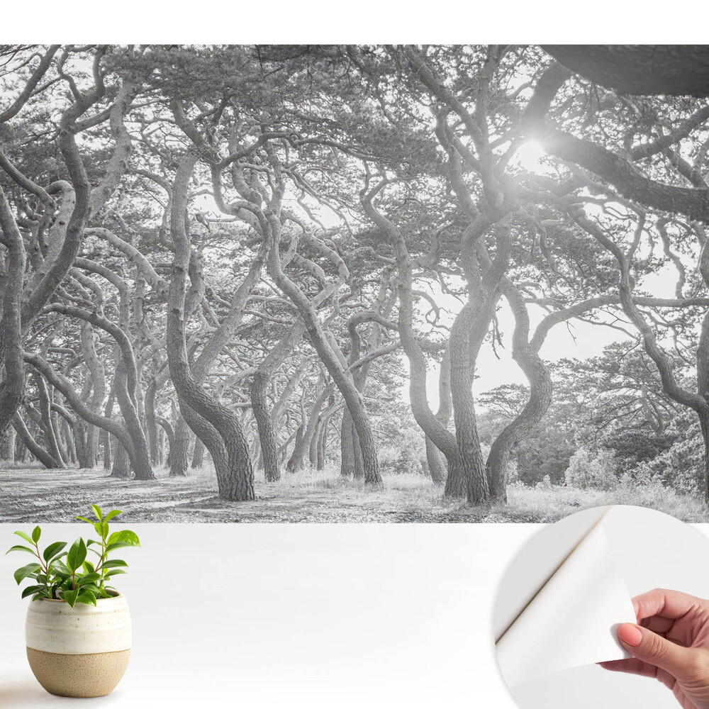 Tapeta fotograficzna samoprzylepna Tajemniczy, klasyczny las