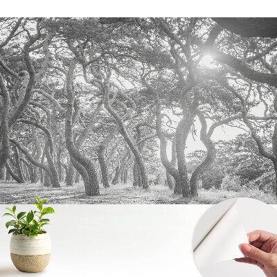 Tapeta fotograficzna samoprzylepna Tajemniczy, klasyczny las