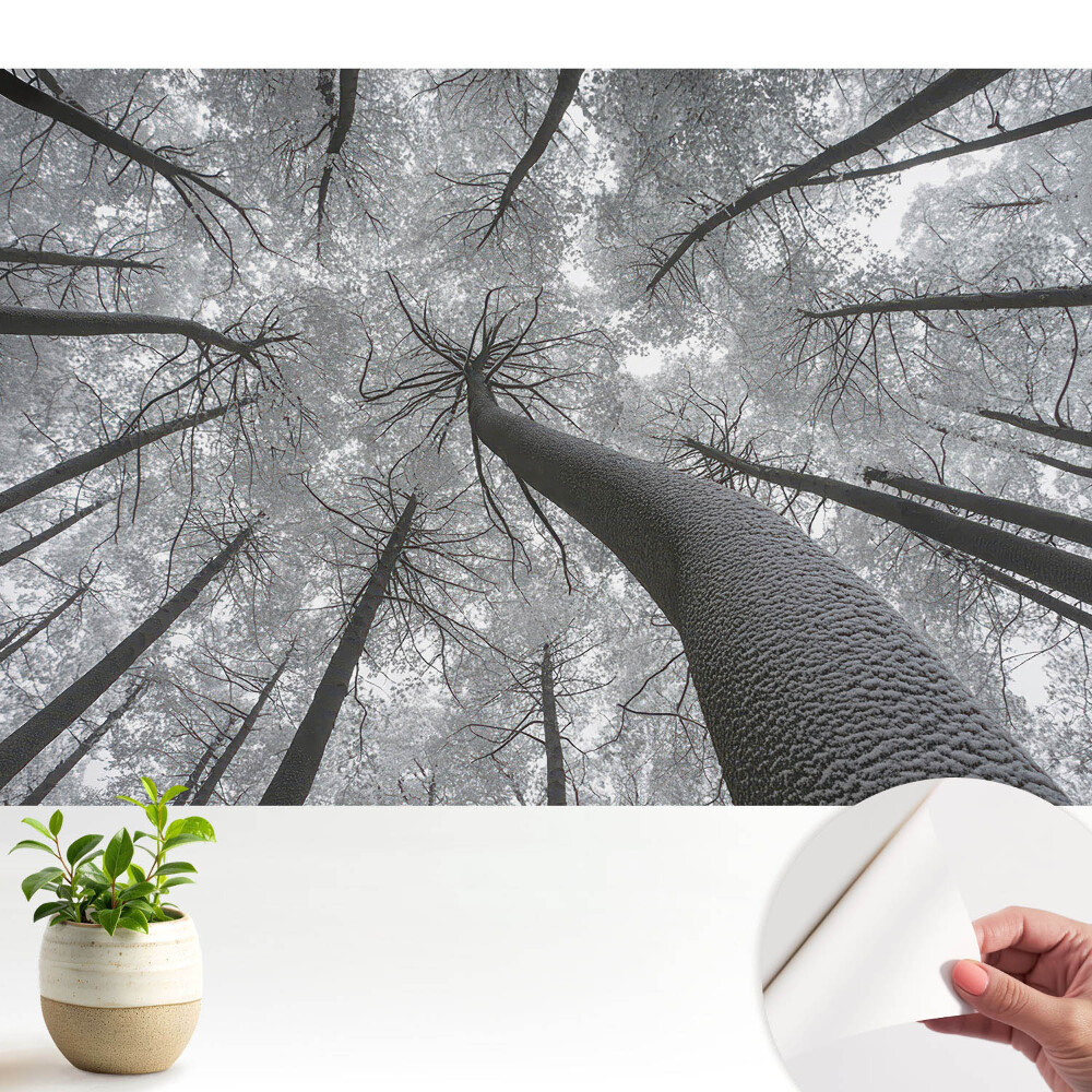 Fototapeta samoprzylepna do salonu Zimowy las z perspektywy dołu