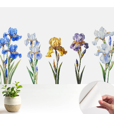 Fototapeta z nadrukiem samoprzylepna Kolorowe kwiaty irysów na białym tle