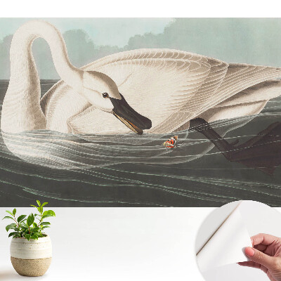 Fototapeta samoprzylepna do salonu Łabędź na tafli wody