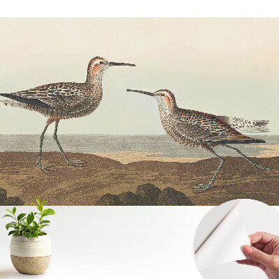 Nowoczesna fototapeta na wymiar Dwóm ptakom na morskim brzegu