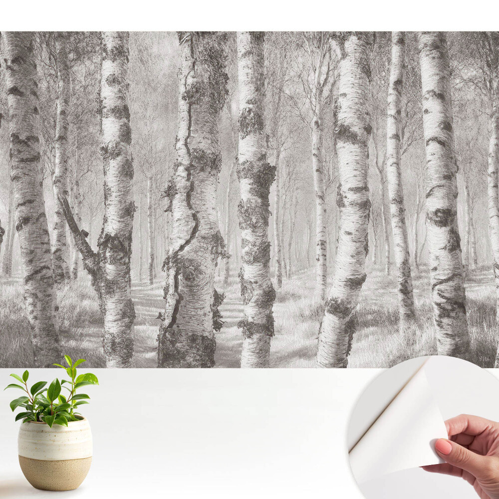 Fototapeta z nadrukiem samoprzylepna Brzozy w klasycznym lesie