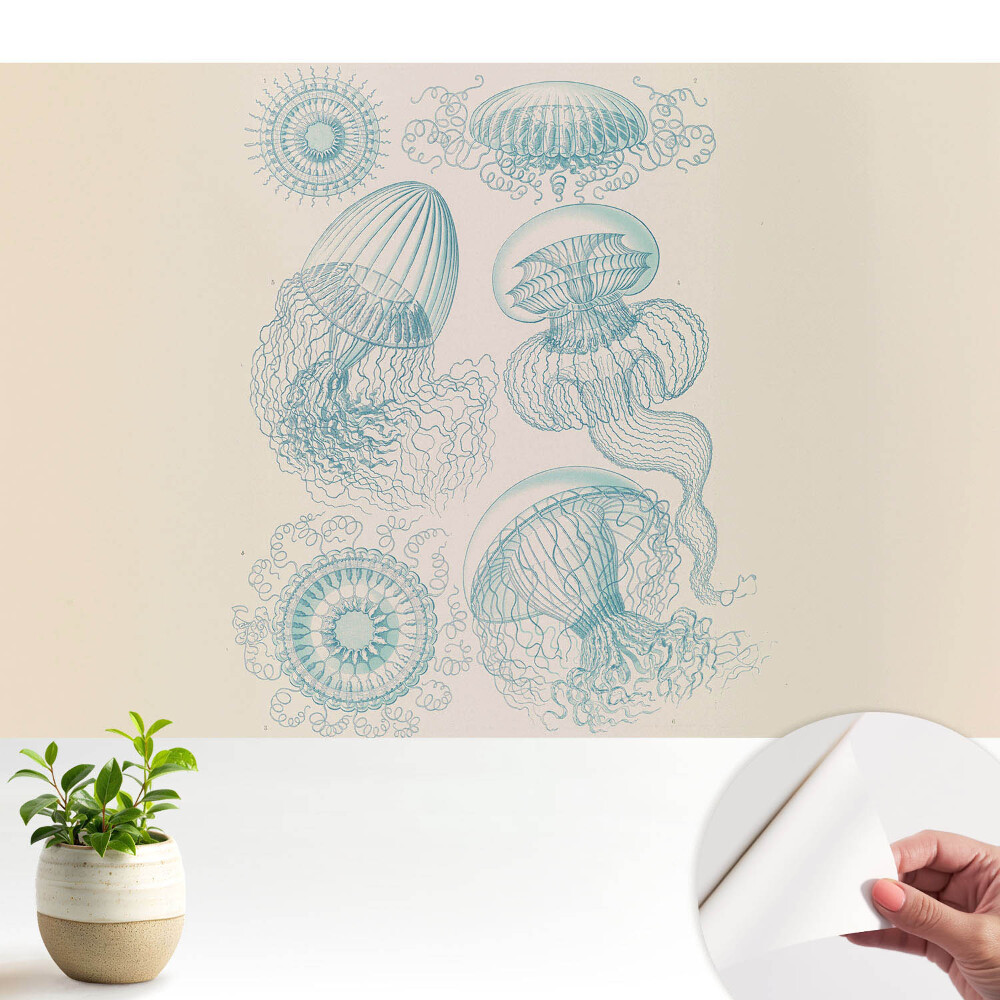 Fototapeta do salonu Subtelne rysunki morskie meduz