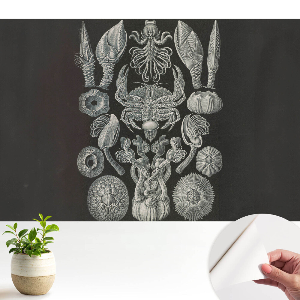 Fototapeta z nadrukiem samoprzylepna Artystyczna rycina morskich organizmów