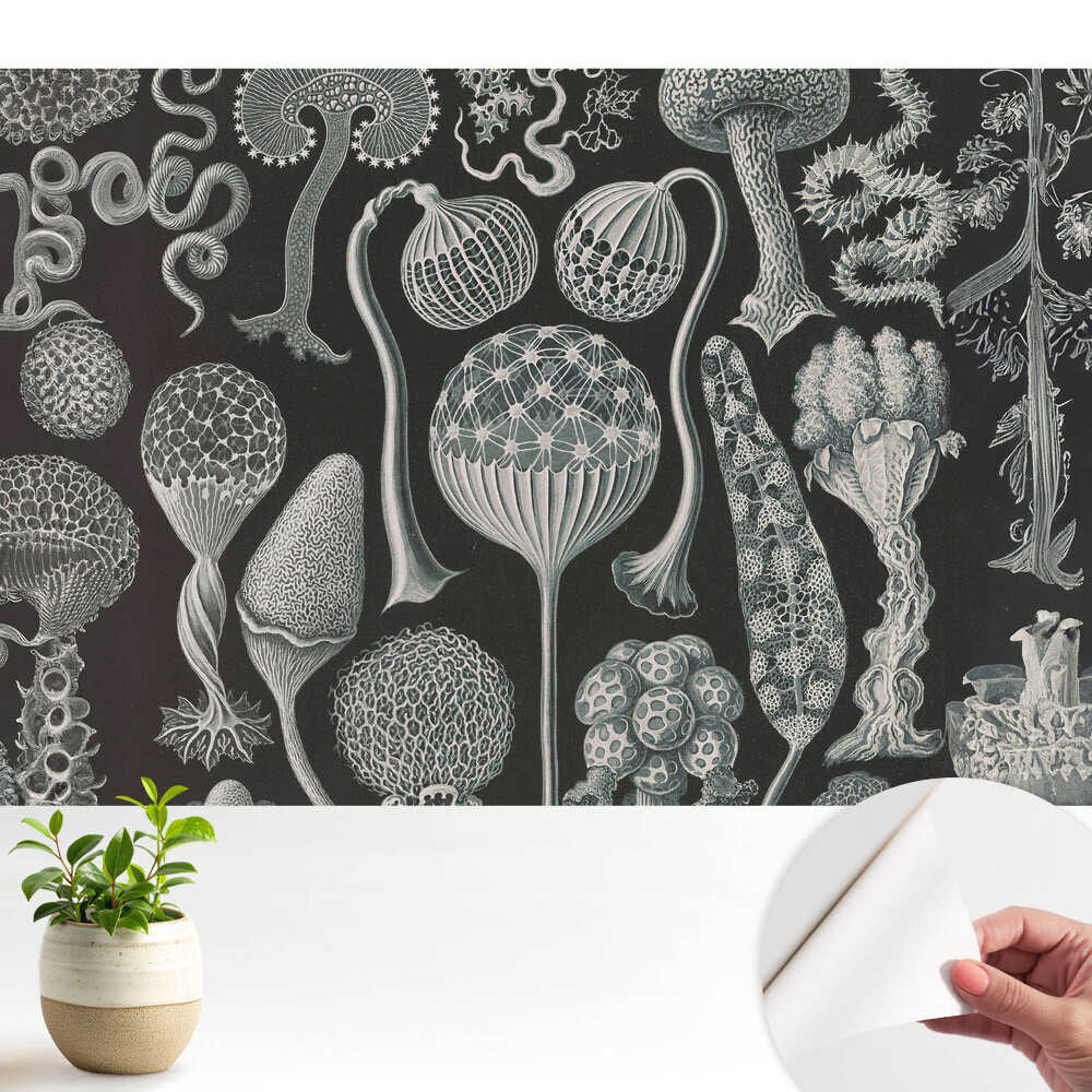 Fototapeta samoprzylepna do salonu Fantastyczne formy organiczne czarno-białe