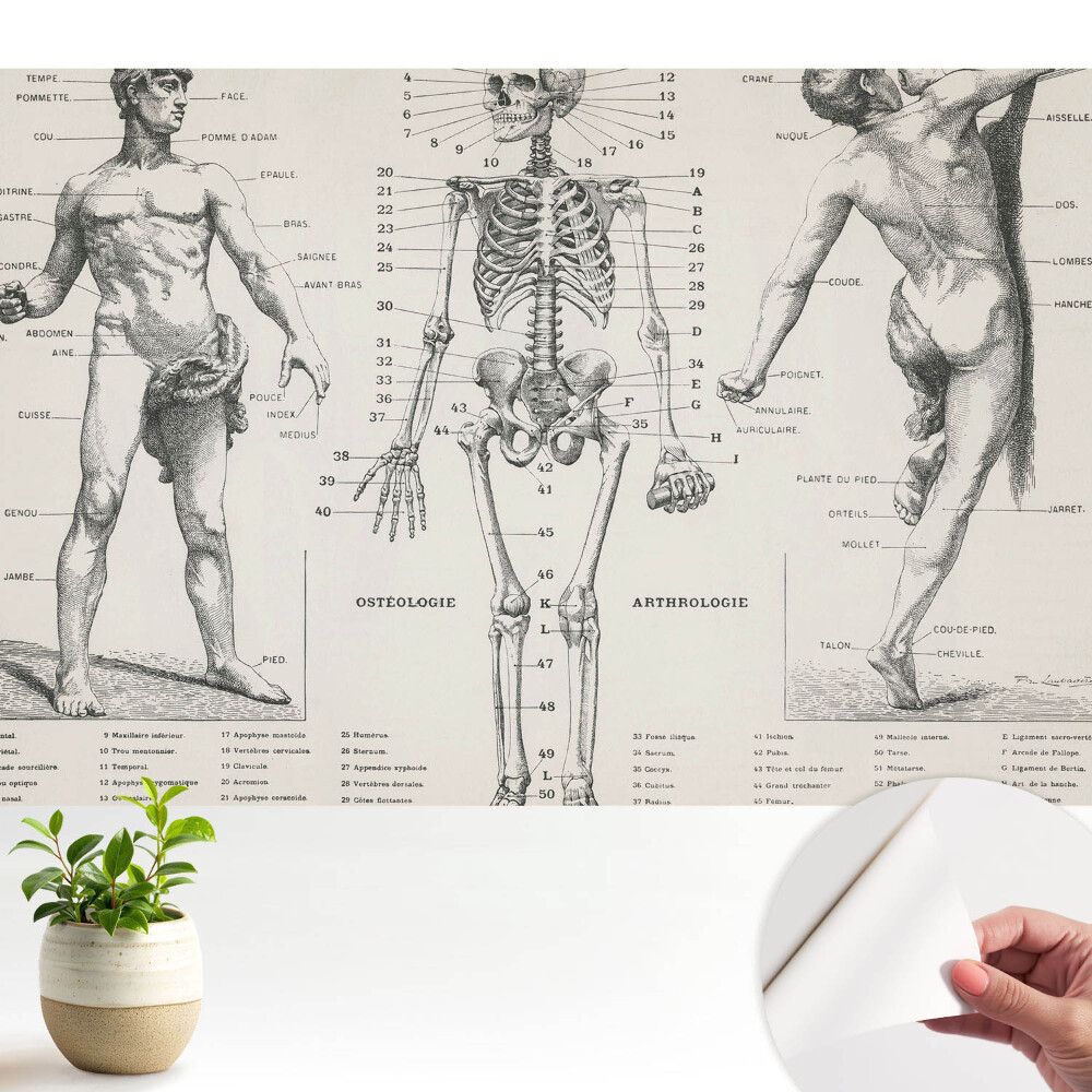 Fototapeta z nadrukiem samoprzylepna Anatomiczne ilustracje styl retro