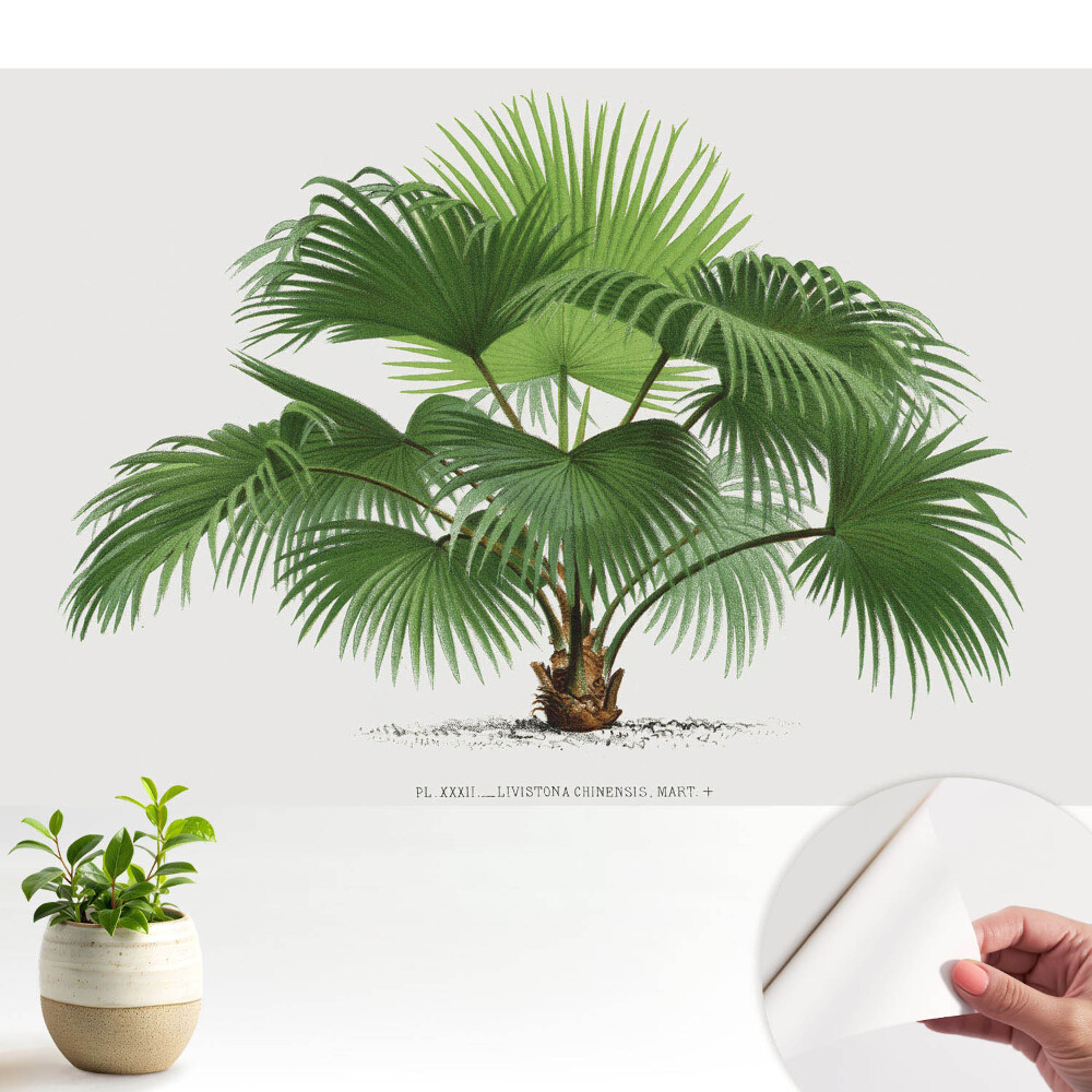 Nowoczesna fototapeta na wymiar Palma elegancja klasyczna