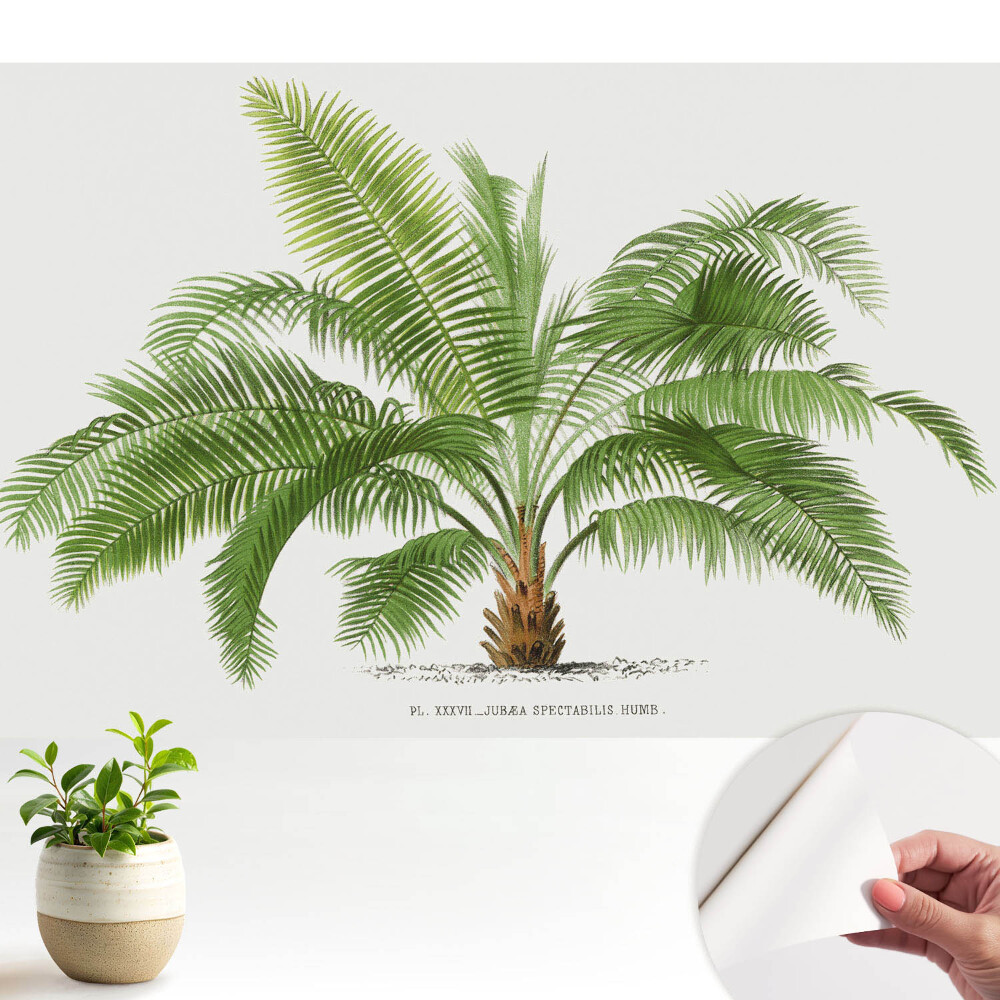 Fototapeta z nadrukiem samoprzylepna Ilustracja tropikalnej palmy