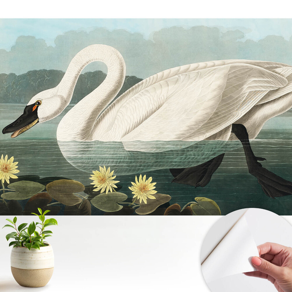 Fototapeta Stylowy łabędź i nenufary klasyczne piękno