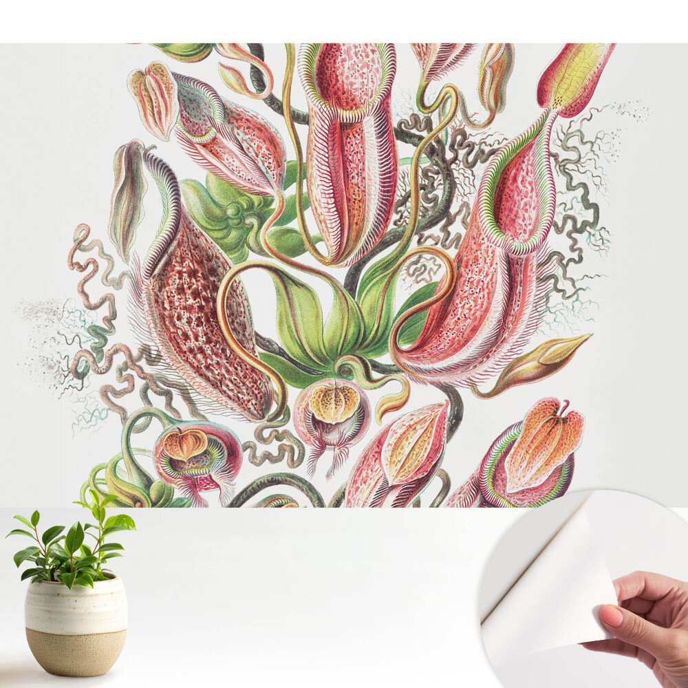 Fototapeta samoprzylepna do salonu Egzotyczne rośliny owadożerne