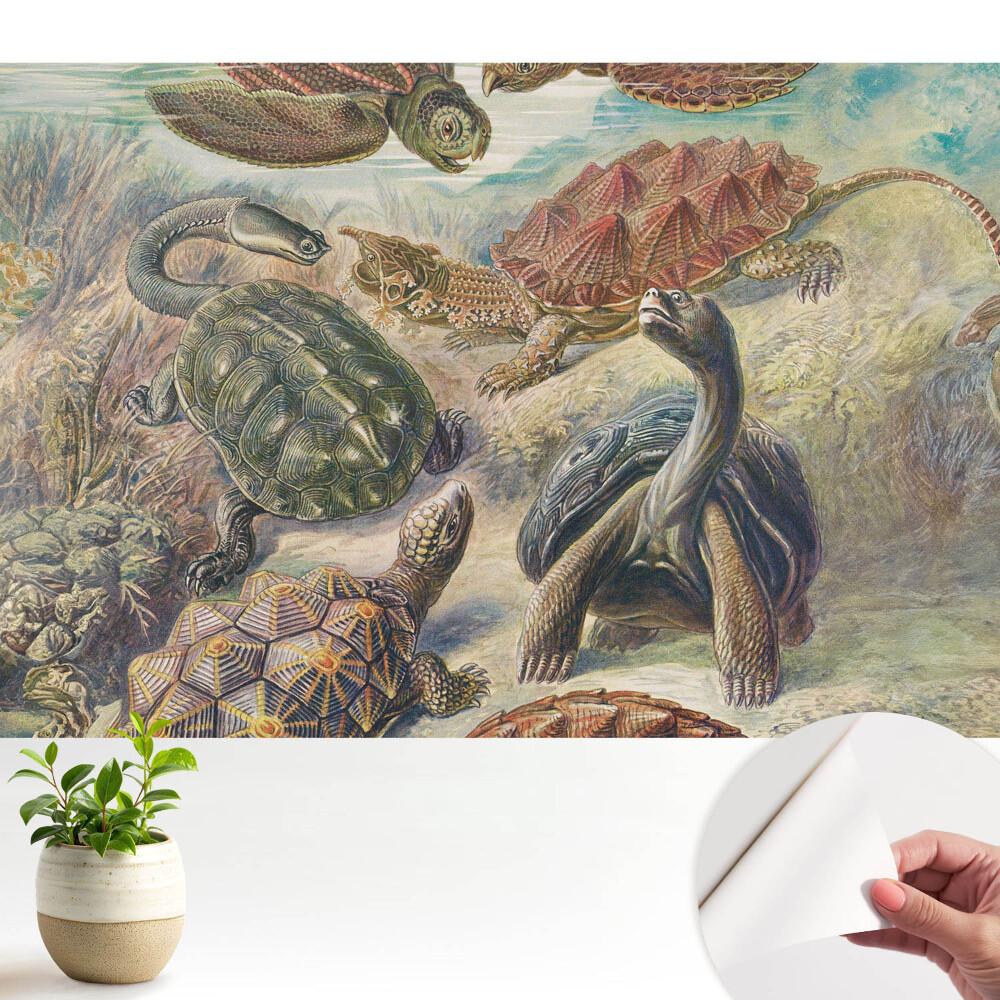 Fototapeta do salonu Różnorodne żółwie w wodnej scenerii