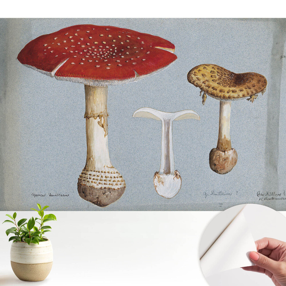 Tapeta fotograficzna samoprzylepna Ilustracja grzybów klasyczny styl