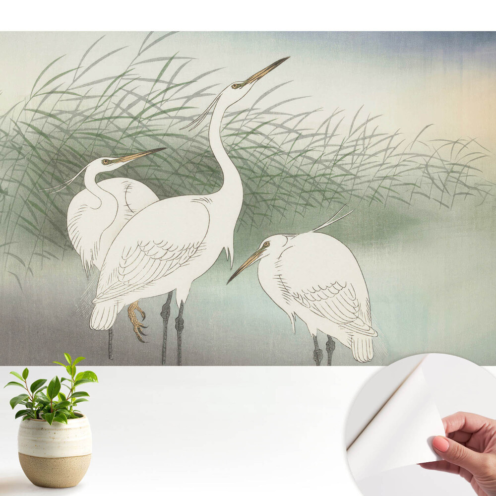 Tapeta fotograficzna samoprzylepna Delikatne ptaki wśród traw