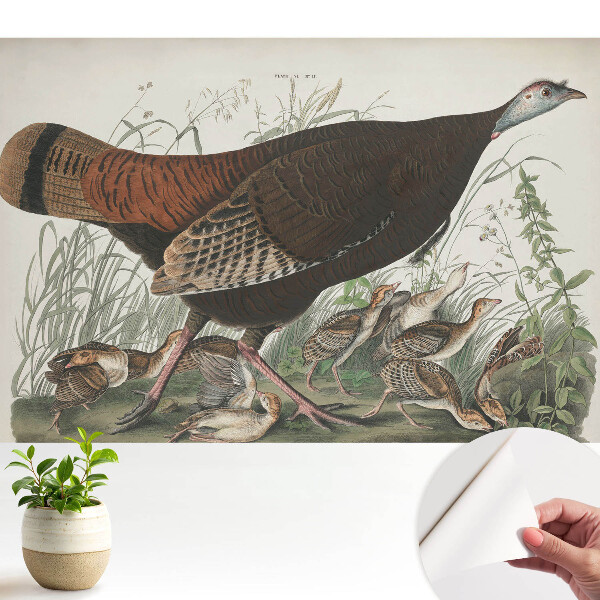 Tapeta fotograficzna samoprzylepna Dziki indyk naturalna ilustracja