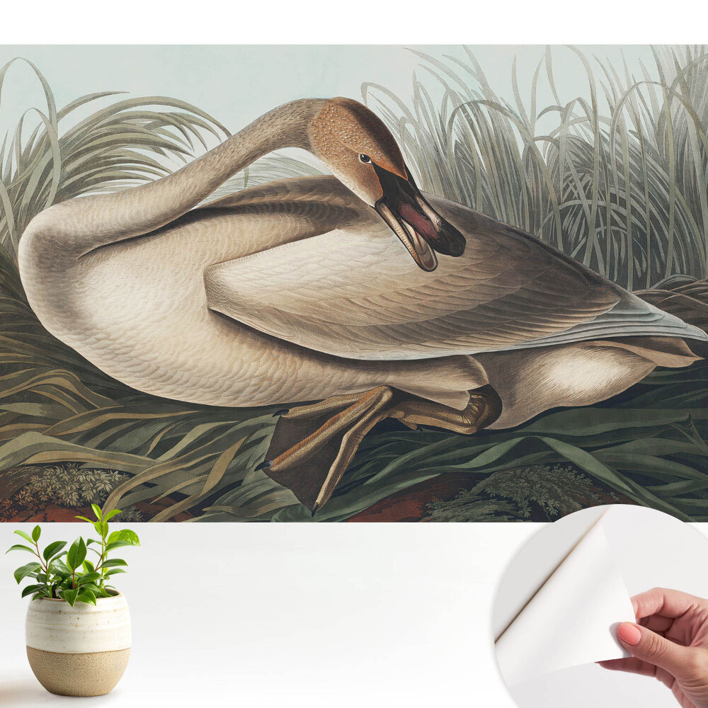 Fototapeta z nadrukiem samoprzylepna Klasyczny łabędź na tle roślin