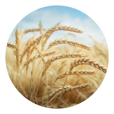 Mata pod fotel biurowy okrągła Kłosy w polu