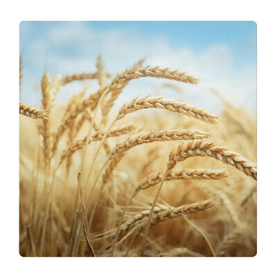 Mata pod fotel ochrona paneli Kłosy w polu