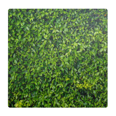 Mata pod krzesło Zielona ściana liści