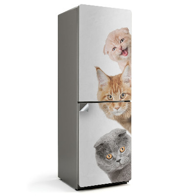 Samoprzylepna naklejka na lodówkę Urocze koty w kolejce