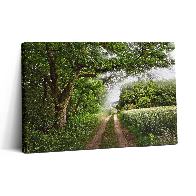 Foto obraz canvas 30x20 Drzewa ścieżki i promienie słoneczne