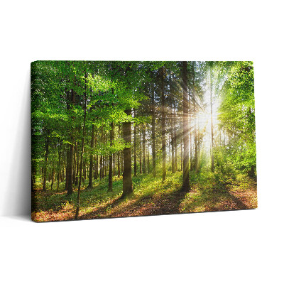 Obraz na płótnie 30x20 Las i wschód słońca