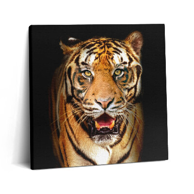 Foto obraz ze zdjęcia 60x60 Ekspresyjny dziki kot tygrysi