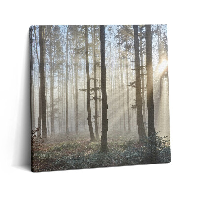 Obraz canvas 60x60 Las we mgle